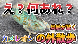 【#150】優雅にお外を散歩するカメレオン