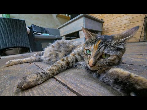 Video: Hoe Weet Je Of Een Kat Drachtig Is?