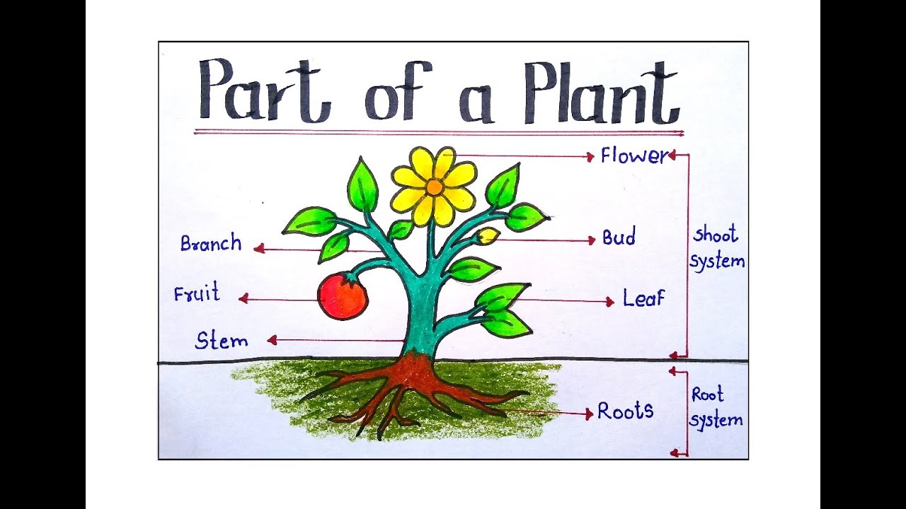 Parts of plantain plant (FAO, 2021) | Download Scientific Diagram