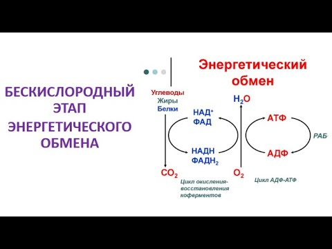 17. Бескислородный этап энергетического обмена