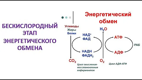 Где происходят этапы энергетического обмена