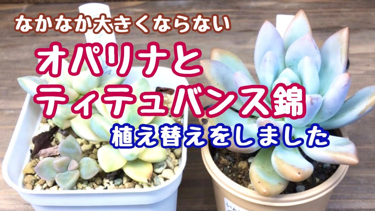 多肉植物】オパリナとティテュバンス錦の植え替えをしました - YouTube