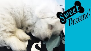 Dog Barking? Soothe Your Pet Now with Calming White Noise | Dog Sleep Sounds 10 Hours screenshot 3