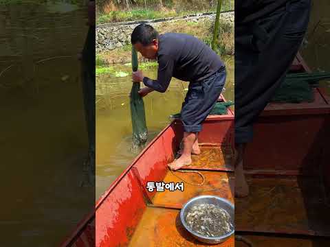 우산 통발을 아시나요?
