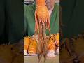 The Deep Sea Shrimp That Looks Like a Monster 🦐