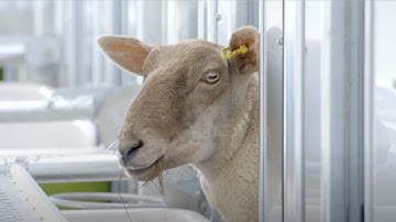 Extreme Modern Sheep Farming Technologies (Wool Harvesting, Processing Factory) - How its made!