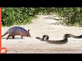 Look what happened when this snake attacked armadillo