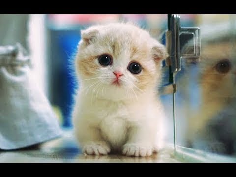  Cutest  Cat  Ever 2021 Happy Cats  Compilation 