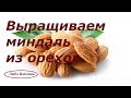 Выращиваем миндаль из орехов