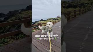 강아지랑 제주도 한달살기         #제주도 #한달살기 #제주애견동반 #애견동반 #골든두들 #dogs #jeju