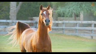 Animalia  The Arab horses reveal their power, beauty and grace