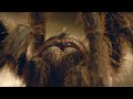 Don't Lose Your Head! Tarantula Mating | Wild Patagonia | BBC Earth