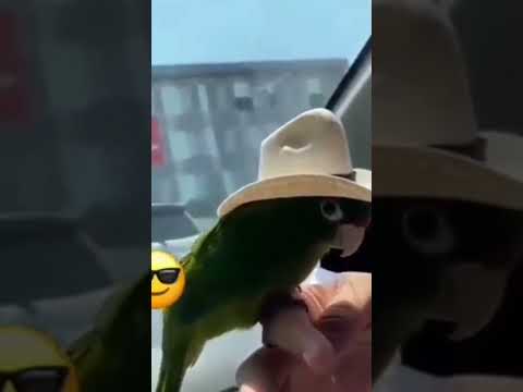 Funny Animals Videos
