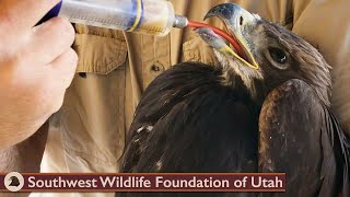 Young Golden Eagle Separated from Parents