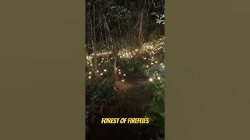 Amazing view of Forest of fireflies😍🤩