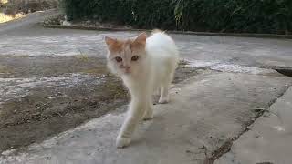 Tingkah Anak Kucing yang Tertangkap Sadar Kamera..|| The behavior of a kitten caught on camera..|| by kucing meaung 309 views 10 months ago 3 minutes, 22 seconds