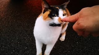 夕焼けの公園駐車場で三毛猫と出会った