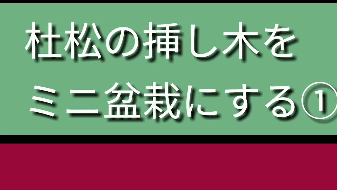 ミニ盆栽 杜松の挿し木をミニ盆栽にする 盆栽お手入れ講座 超簡単 まるなかbonsai 盆栽 Bonsai ミニ盆栽 Youtube
