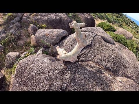 Video: Vân Sam Lùn (24 ảnh): Chọn Các Loại Vân Sam Xanh Nhỏ Cho Khu Vườn, Vân Sam Canada Có Kích Thước Nhỏ Chịu được Sương Giá Và Vân Sam Serbia Trang Trí