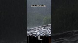 🌧️🐟 O Lugar Onde Cai Peixe Do Céu