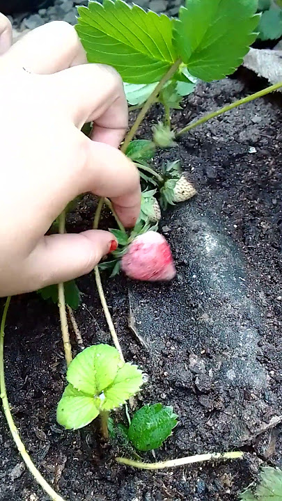 strawberry sagahonoka dataran rendah 😃