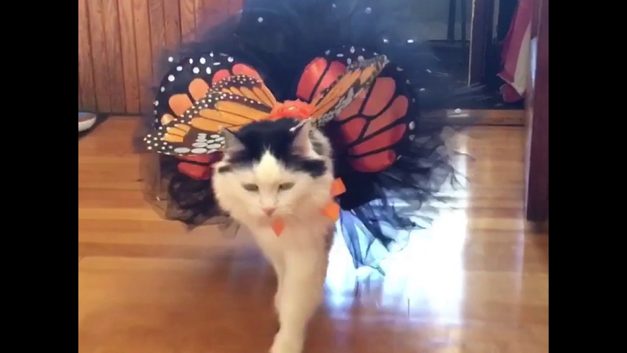 cat with butterfly wings