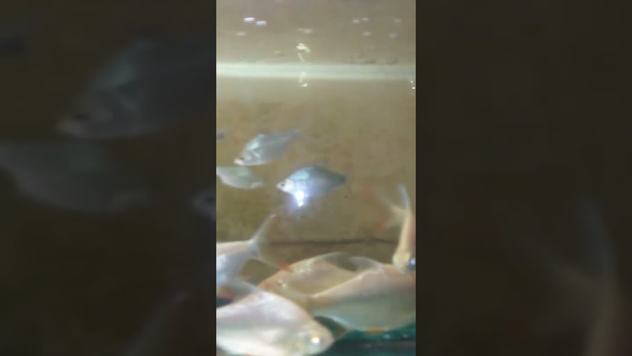 tinfoil.bar fish and red tail car fish stock available sai aquarium