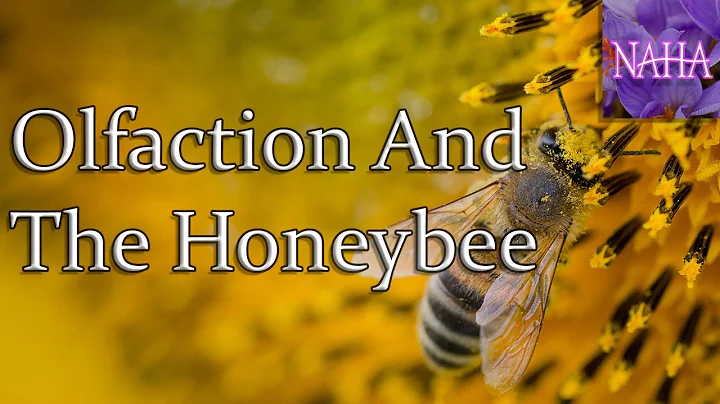 Olfaction And The Honeybee - NAHA Webinar By Amand...