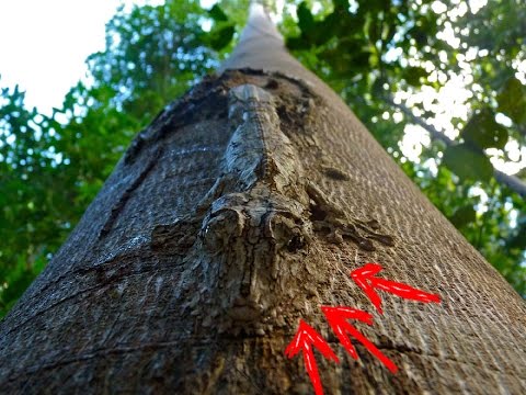 Top 5 Animales que mejor se Camuflan