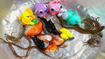 Kem Chanel đi tìm con mèo hồng thấy con cá vàng, cá chép, đàn chó con, con ếch, cá heo, con cua, ếch