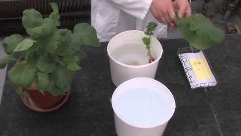 YaraVita formulating agents (efficacy trials)