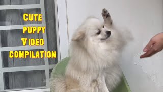 Cute puppies video compilation #dogs #puppies