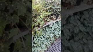 Botanic Gardens Belfast