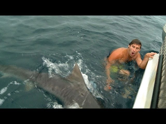 SHARK ATTACK NEAR MISS GOLD COAST class=