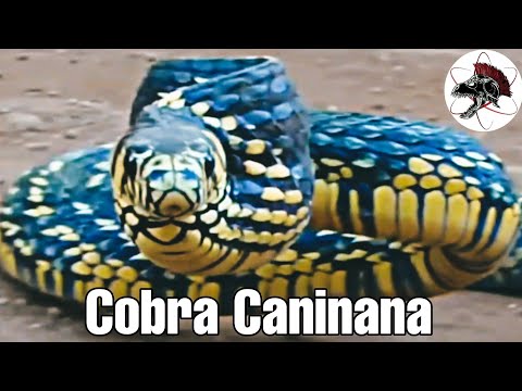 Vídeo: As cobras crescem rápido?
