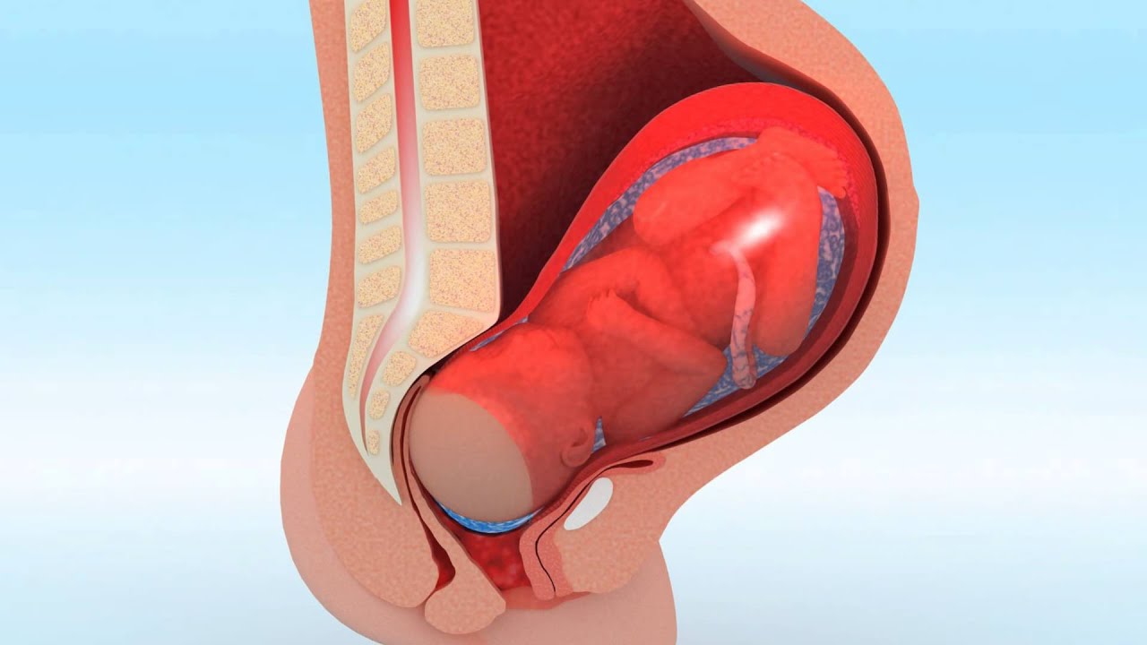 Antenatal birth 3d medical animation - YouTube