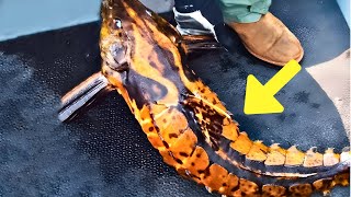 Download Lagu Fisherman Caught Weird Creature – Bursts Into Tears When He Discovers What It Is !