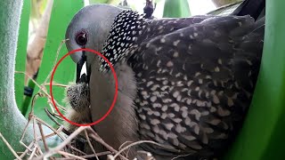 Mother Bird EATS-UP Baby Dove | Family of Tragedy | Life in Banana Nest of dove bird | doves videos