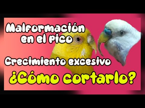 Video: Cómo Resolver Los Problemas Del Pico De Un Periquito
