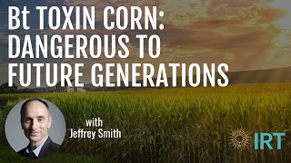 Bt Toxin Corn:  Dangerous to Future Generations Resimi