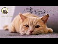 Music to Calm Cats - Cat Relaxation and Sleep Music