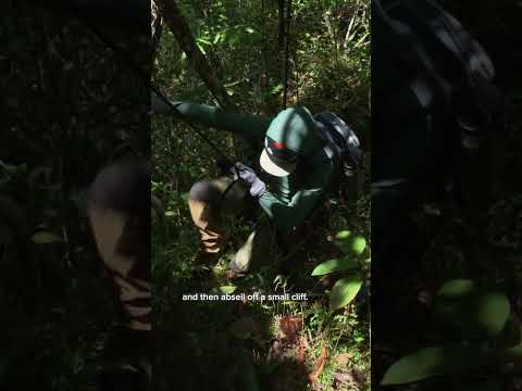 Exploring prehistoric cave paintings in the Amazon #shorts