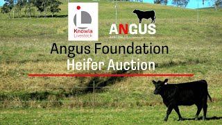 Knowla Livestock Providing Supporting For The Angus Foundation