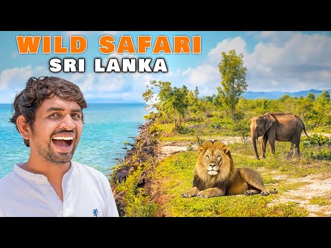 वीडियो: श्रीलंका में सफारी कहां करें