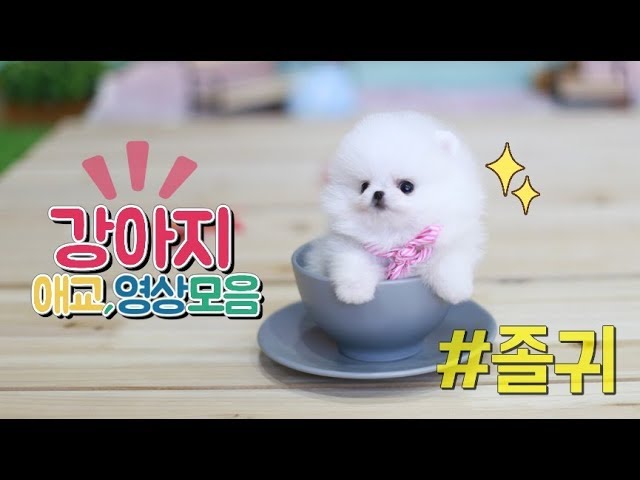 ♥귀여운 아기 강아지 애교 영상모음♥ ༺ৡۣۜ Pomeranian Puppyৡ༻ - Youtube