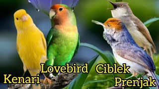 Masteran Burcil Juara !!