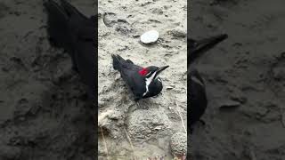 Incredible Close-Up of a Pileated Woodpecker Drinking