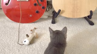 cat meets new baby kitten by Cornbap 2,761 views 1 year ago 58 seconds