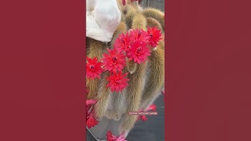 Xương rồng hồ ly ra hoa tuyệt đẹp| 多肉植物| 다육이들 | Suculentas