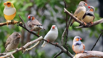 Aviary minimalis ukuran 3m x 3m x 3m di isi burung-burung kecil dan cantik‼️‼️